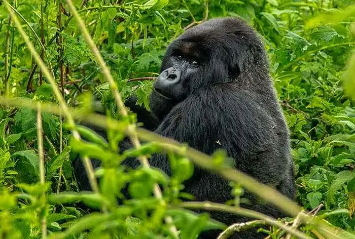 Black Back Gorilla in Rwanda